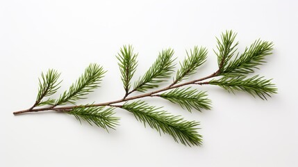 pine branch isolated on white background. fir tree branch isolated on white created with generative 