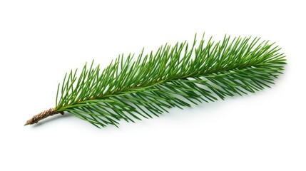 Poster - Pine branch isolated on white background. Fir tree branch isolated on white created with Generative AI technology