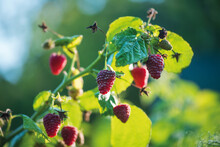 Raspberry Bush With Berries. Ripe Red Raspberry In The Sunshine.