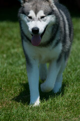 Wall Mural - Alaskan Malamute walking towards camera at a dog show