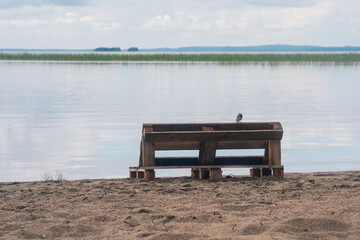 Wall Mural - bird sitting on a bench made of old pallets on a sandy shore of a vast lake