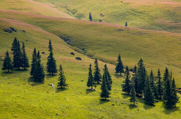 Poster - Landscape with a field with grass on the slope of a mountain and some pine trees. Alpine pasture in summer