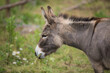 Donkey in a paddock in rural Canada. 