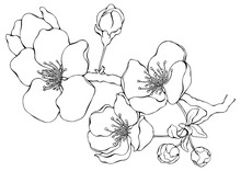 Branch Of Almond With Blossoms. Line Art. Black Outline Illustration. Single  Of Set Isolated On White Background. Collection.