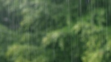 Rainstorm In Summer, Rain Scenery In The Forest