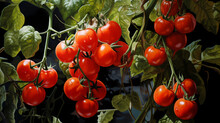 Detail Of Tomato Vine