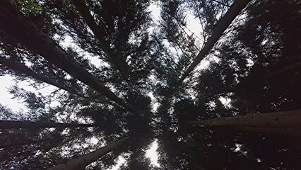 Wall Mural - Looking up at the trees in the forest