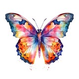 Fototapeta Motyle - Colorful butterfly isolated on white background