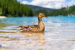 A wild duck leads her ducklings on Lake Bries amidst the Dolomites' landscapes. Serene family bond captured in nature's beauty.