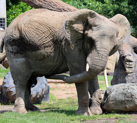 African elephants are elephants of the genus Loxodonta. The genus consists of two extant species: the African bush elephant, L. africana, and the smaller African forest elephant,