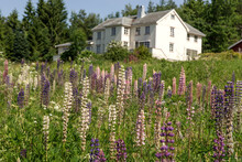 Scandinavian House Surrounded By A Field Of Wild Purple Lupins. Norway