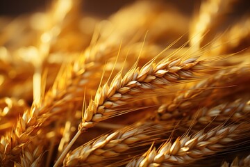 Sun-Kissed Nourishment: A Detailed Study of Close-Ups on Cereals in the Embrace of Golden Sunlight