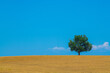 © FreeProd - Majestic tree against blue sky and wheat field in summer, High quality photo