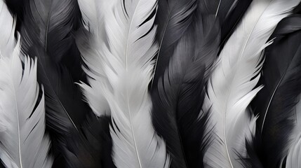 Poster - Black and white feathers background as beautiful abstract wallpaper header.