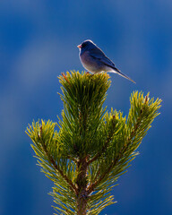 Wall Mural - White winged dark-eyed junco (Junco hyemalis aikeni) perched on a spruce tree with blue sky background.
