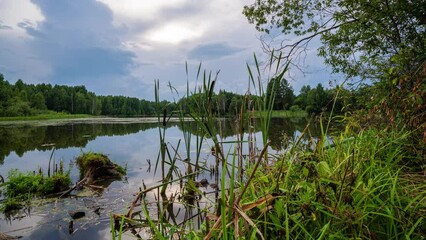 Wall Mural - Beautiful Landscape In Sunny Spring Day Timelapse moving over bog lake in nature in early summer morning. Cloudy Sky With Clouds. Natural Background. Time-lapse 4K.