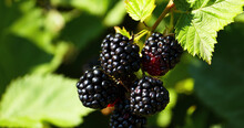 Berry Background. Close Up Of Ripe Blackberry. Ripe And Unripe Blackberries On The Bush With. Selective Focus.