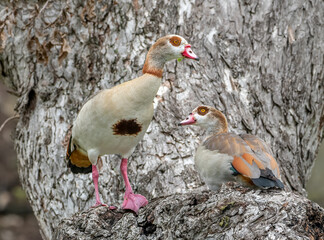 Wall Mural - Pair of Egyptian Geese in a Large Tree