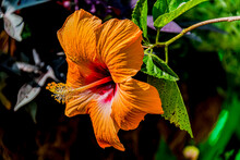 Orange Hibiscus Flower In The Garden