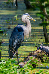 Sticker - great blue heron perched on a log