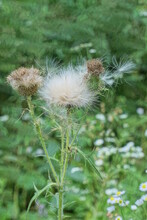 Gray Fluff On Dry Buds Of A Dry Wild Burdock Plant In Green Grass In Nature