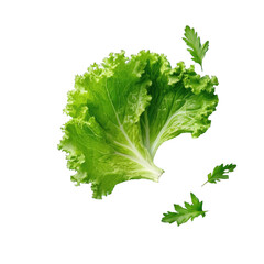 Poster - Top down view of transparent background with fresh oak leaf salad and space for copy