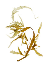 Wall Mural - Desmarestia ligulata brown algae isolated transparent png. Color changer or Desmarest's flattened weed or sea sorrel seaweed.