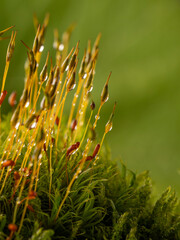 Poster - dew drops on moss - macro photography