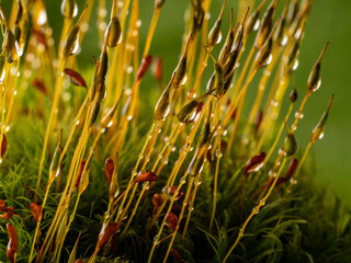 Poster - dew drops on moss - macro photography