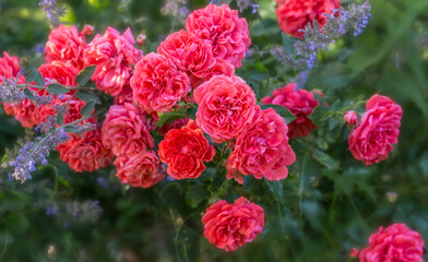 Wall Mural - old-fashioned, romantic flowers, spray pink rose in the garden