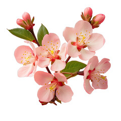 Sticker - Gorgeous blossoming guava flowers