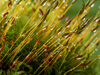 Poster - dew drops on moss - macro photography