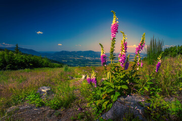 Wall Mural - Summer views of the Beskydy landscape in the Czech Republic