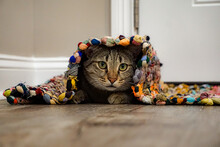 Cat Playing Hide And Seek Under The Rug 