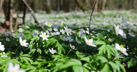 Wall Mural - spring flowers of anemone are white in the forest, the first spring wild flowers during flowering