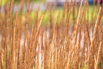 yellow reed in the field. bright natural background with sunset. selective soft focus of beach dry g
