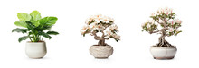 Collection Set Of Different Styles Of Retro Vantage Desert Rose Flowers Small Tree In Bonsai Style Ceramic Japanese Vase Pot, Furniture Cosy Houseplant Cutouts Isolated On Transparent Png Background