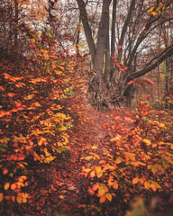 Wall Mural - Pathway in the forest in autumn