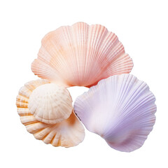 Wall Mural - Close up of seashells on transparent background