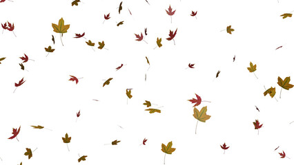 Wall Mural - isolated red and yellow maple leaves falling