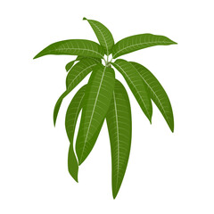 Wall Mural - Vector illustration, fresh mango leaf, isolated on white background.