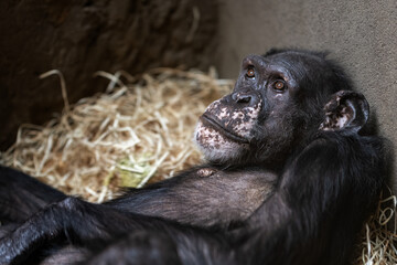 Wall Mural - A resting chimpanzee kept in captivity.