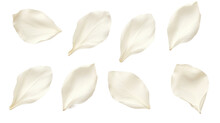 Elegant Collection Of Soft White Flower Petals Isolated On A Transparent Background, Generative Ai 
