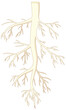 © GraphicsRF - Isolated Root of Plant in Vector Cartoon Style