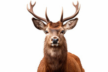 Red Deer Isolated On A White Background Close-up Portrait. Studio Animal Photography.
