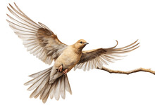 A Mourning Dove Wants To Perch On A Branch With A Transparent Background