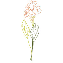Canna Lily Flower Illustration