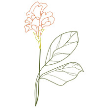 Canna Lily Flower Illustration