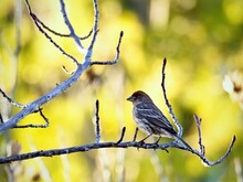 A House Finch Perches On A Tree Branch, Bathed In Sunlight.
