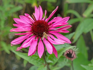 Wall Mural - Purple Rudbeckia coneflower with a little hoverfly